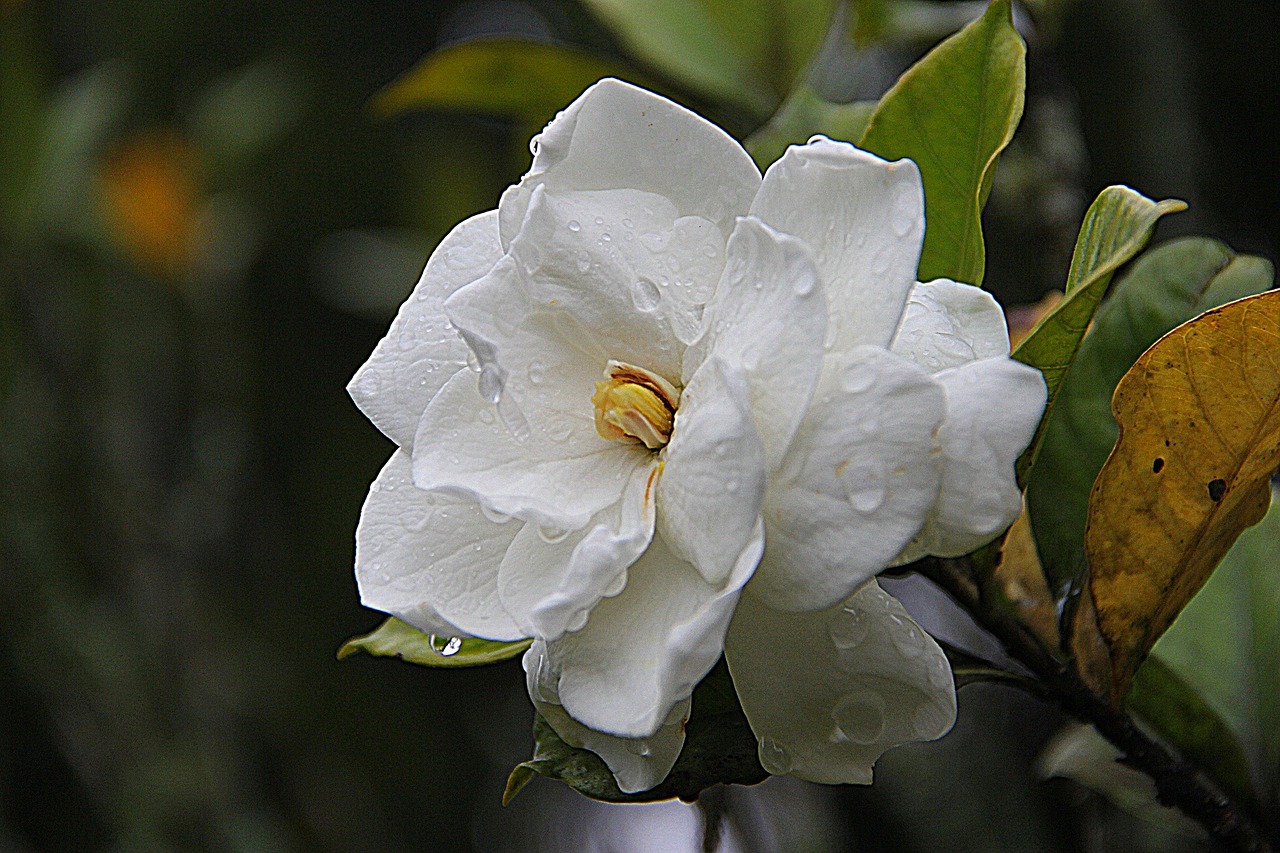 La historia de cuando Veracruz reemplazó sus huertas de café por gardenias