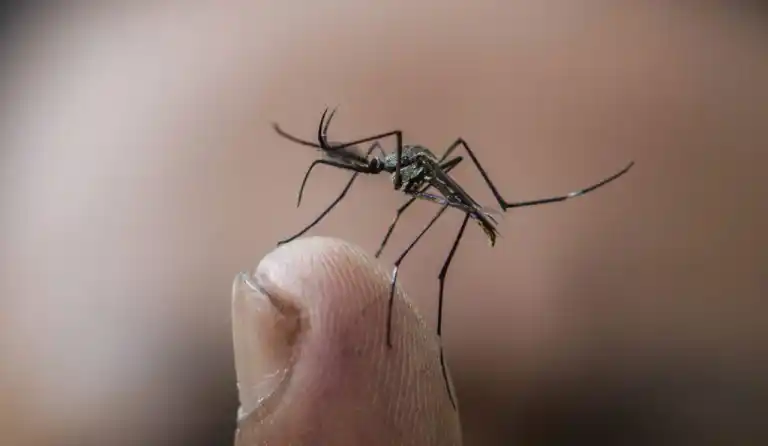 En Ecuador registran nuevas especies de mosquitos