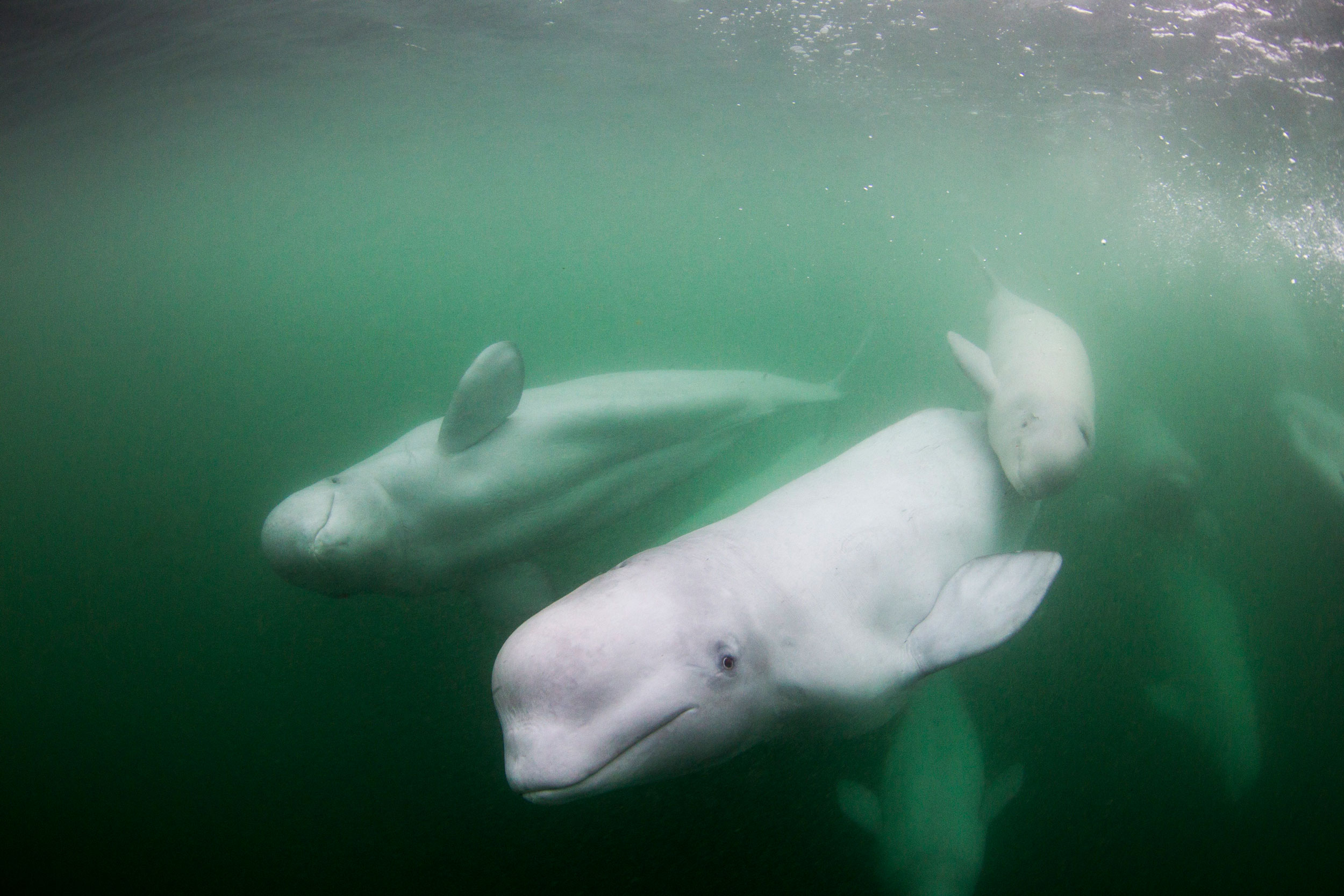 La bahía de Hudson en Canadá, un refugio para miles de belugas