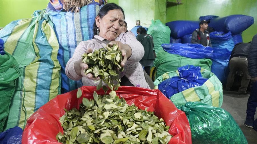 Hoja de coca en Bolivia, de símbolo cultural a la búsqueda de despenalización