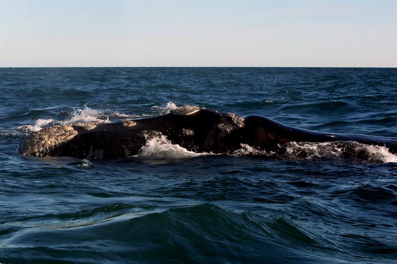 Estudio alerta del grave impacto de la contaminación acústica en invertebrados marinos