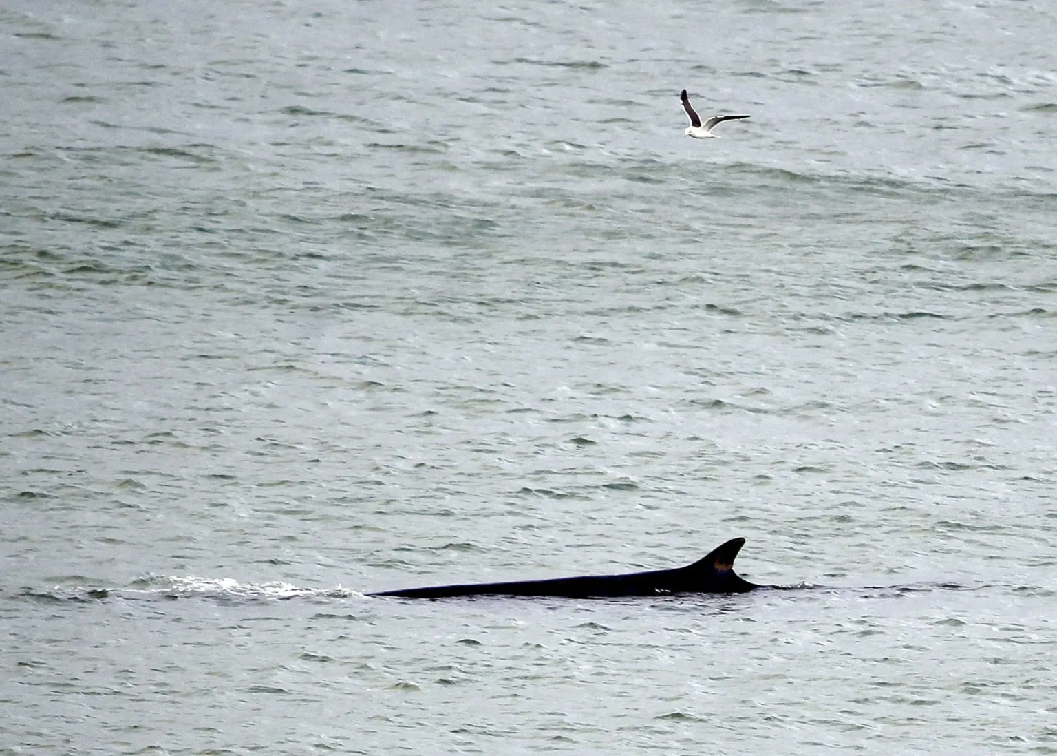 Avistadas en la costa catalana seis ballenas, entre ellas una cría