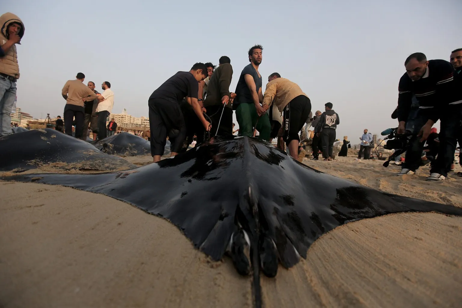 Más de la mitad de tiburones y rayas del Mediterráneo, en riesgo de extinción