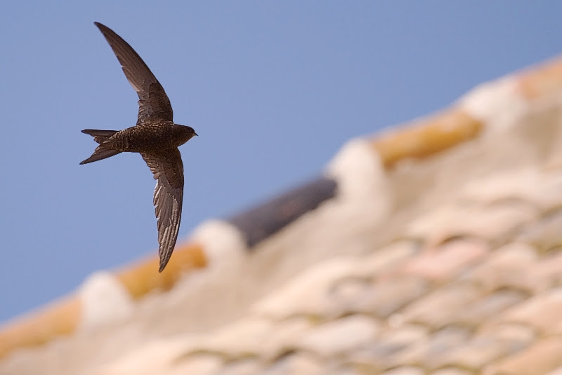 SEO/BirdLife presenta una guía para integrar la biodiversidad en la construcción