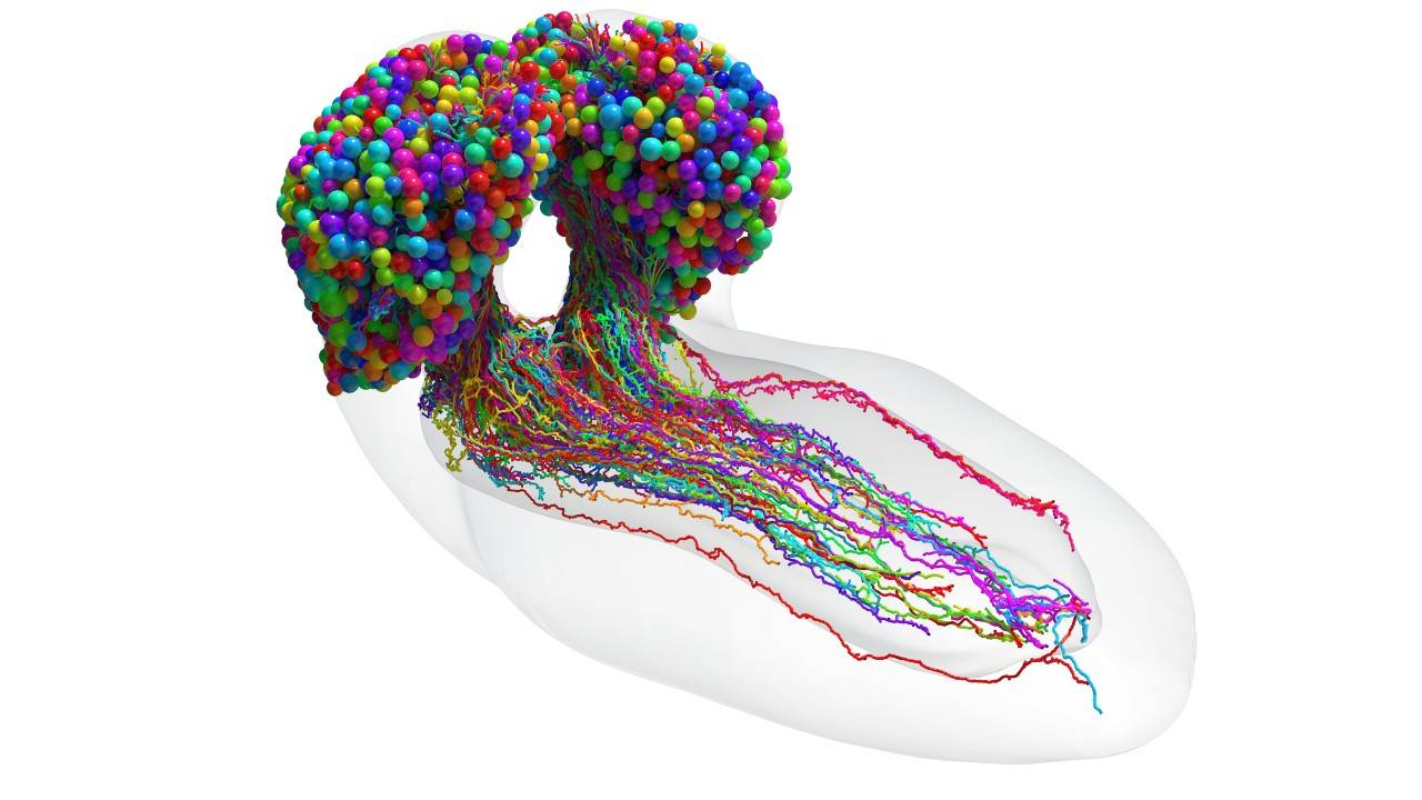 Completan el primer mapa del cerebro de un insecto y sus conexiones neuronales