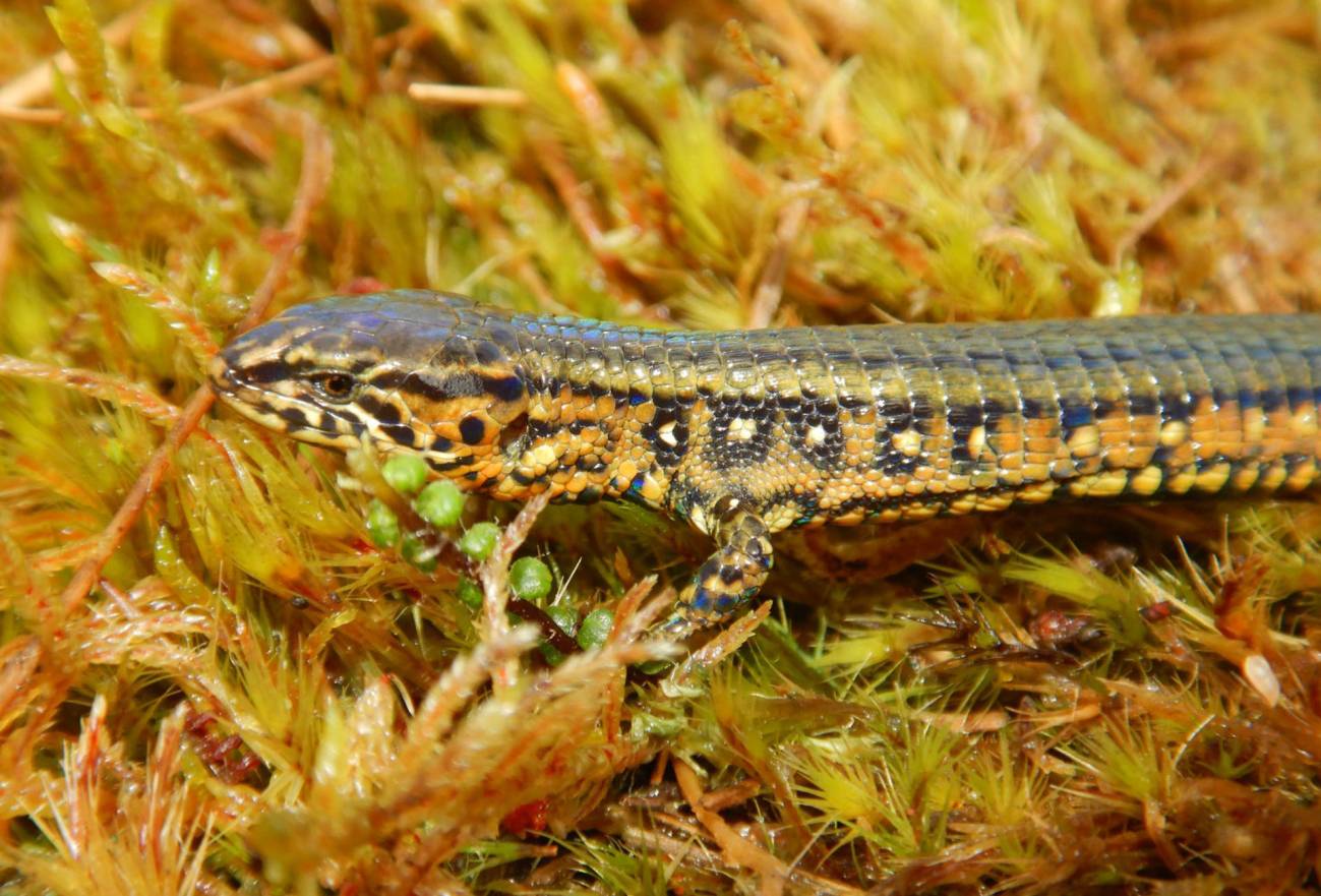 Descubierta una nueva especie de lagarto en los Andes peruanos