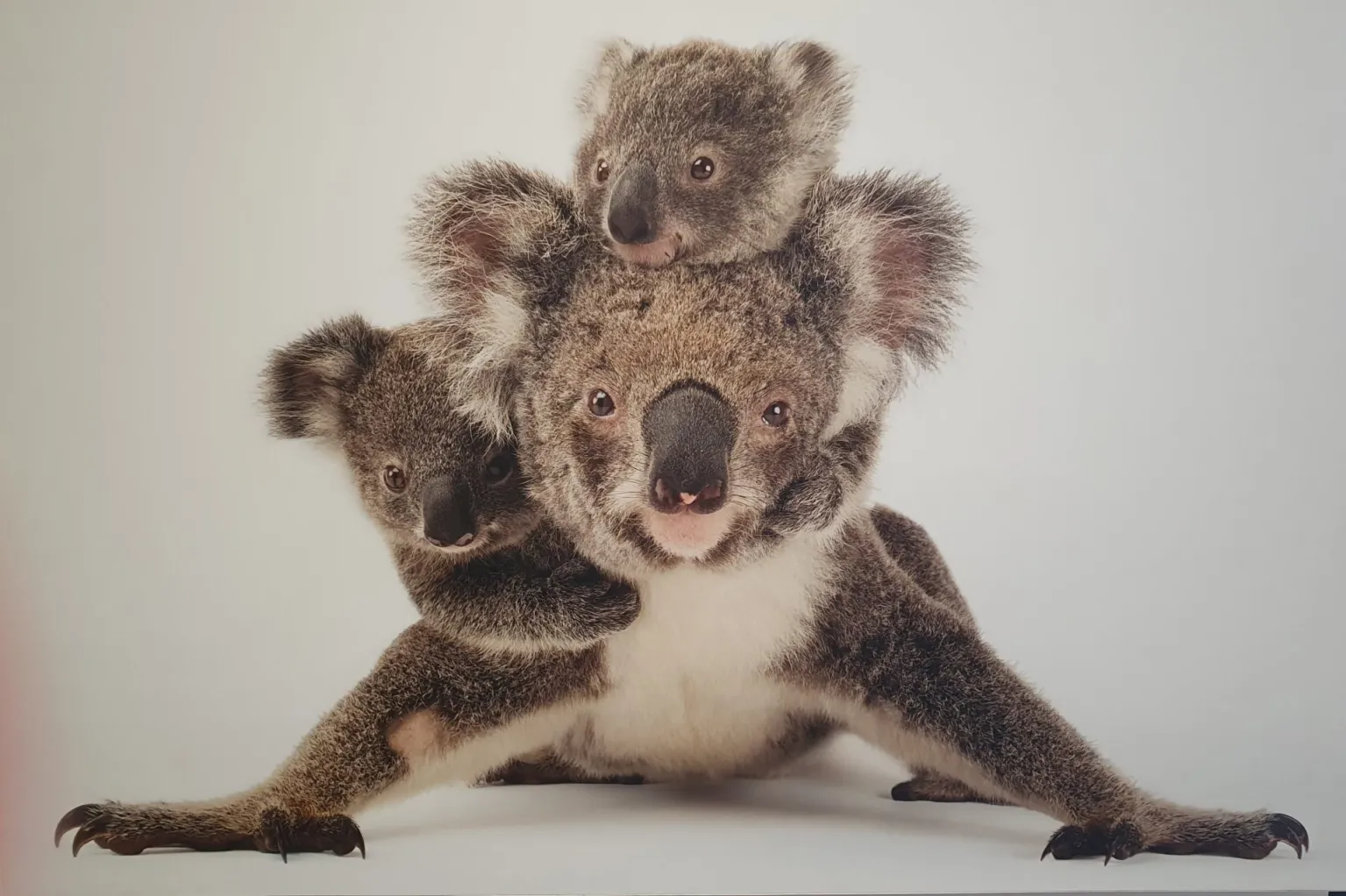 Llega a Madrid la exposición fotográfica ‘Photo Ark’ de Joel Sartore