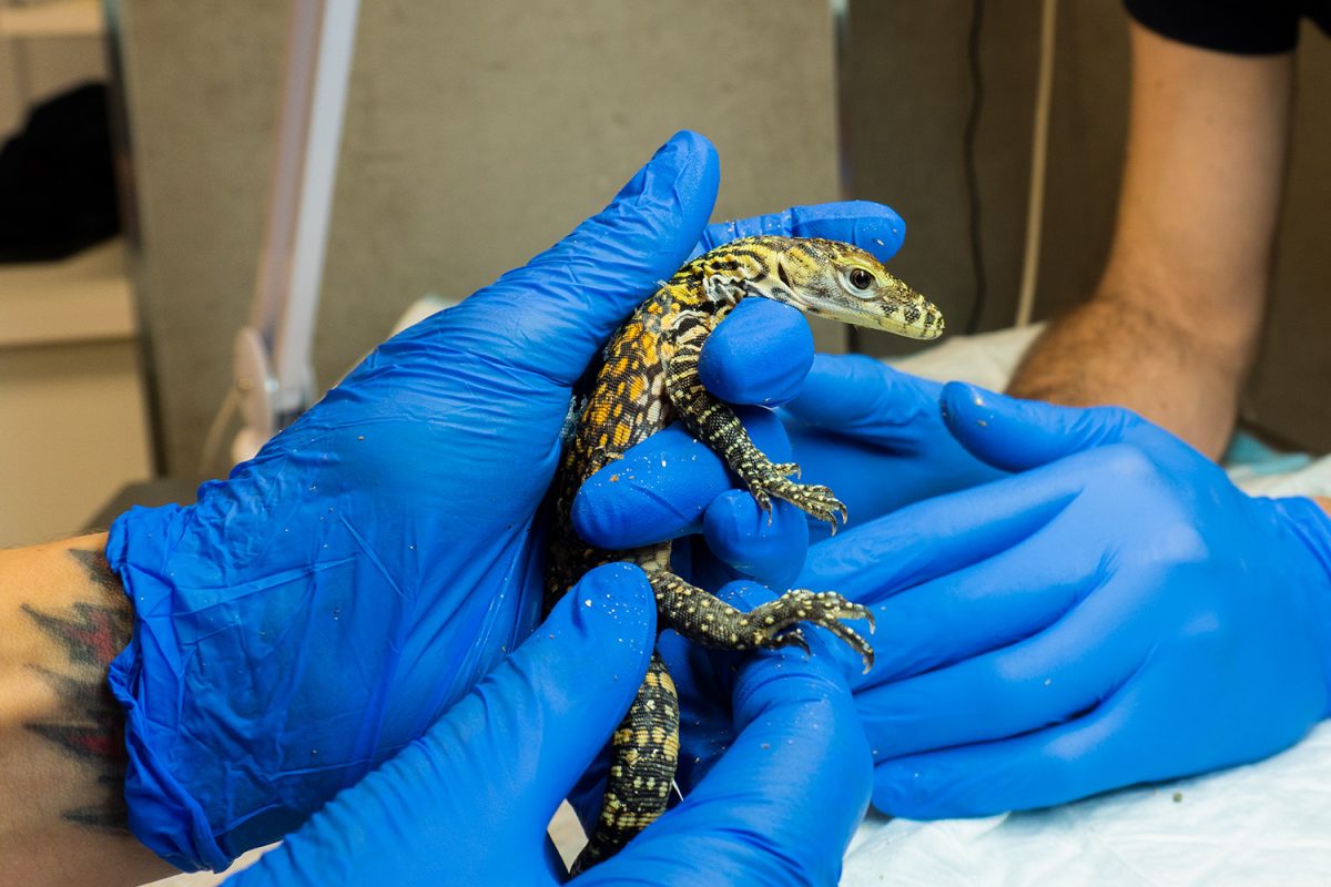 Nacen cinco crías de dragón de Komodo en Bioparc Fuengirola