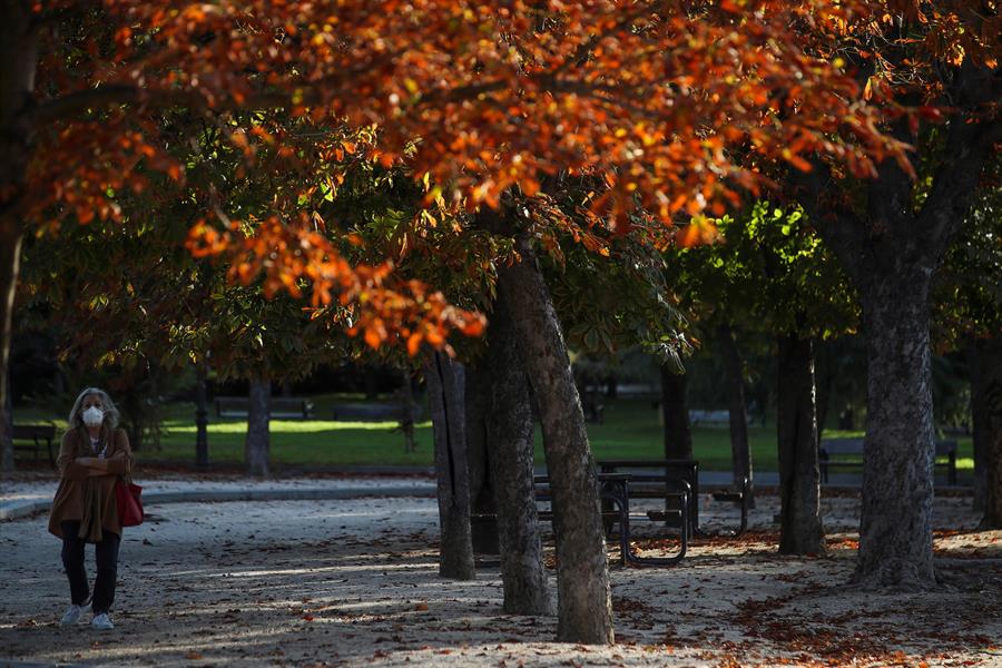 Mini bosques urbanos, una iniciativa para crear pasillos verdes biodiversos