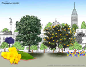 ar_jacarandas_02_02082022