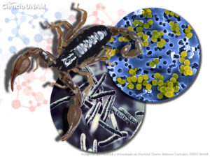 ar_veneno_alacran_05_24062019