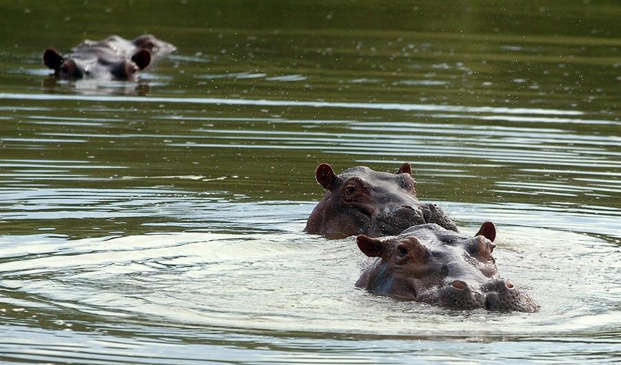 El Código ecuatoriano prohíbe la importación de fauna silvestre exótica