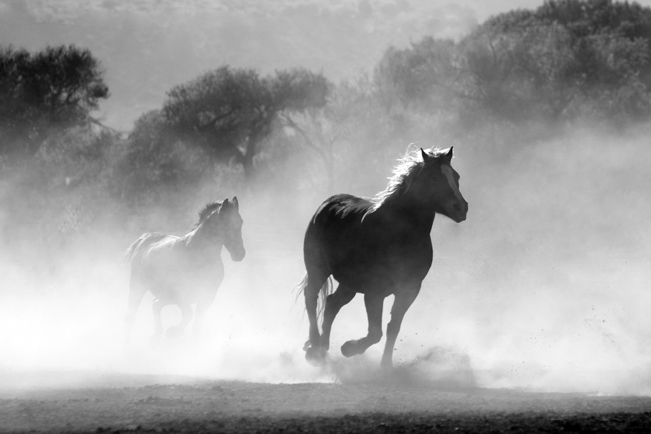 Un equipo de científicos revela la larga historia de los caballos en América