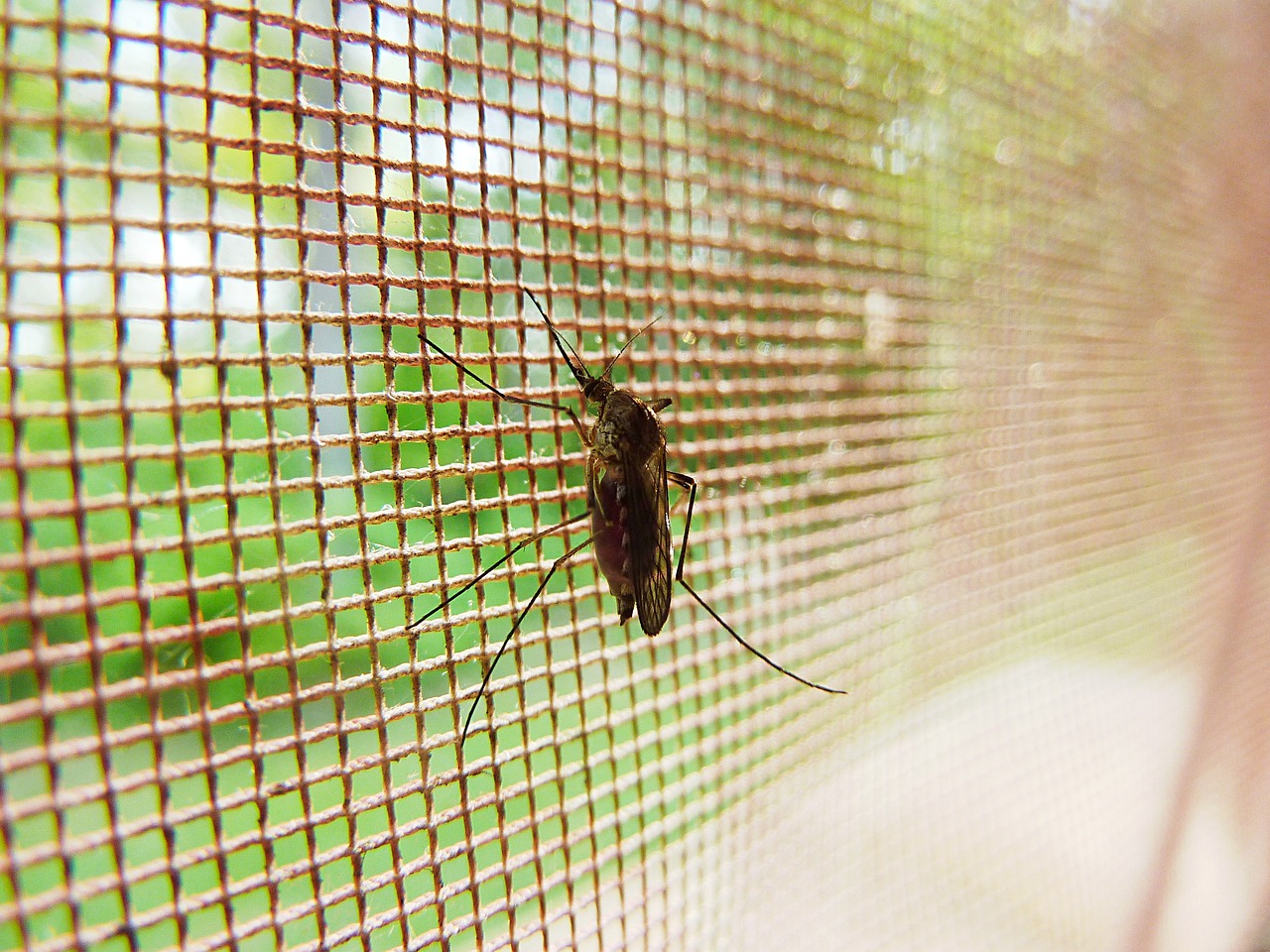 Liberarán mosquitos estériles en Galápagos para reducir casos de dengue, zika y chikungunya