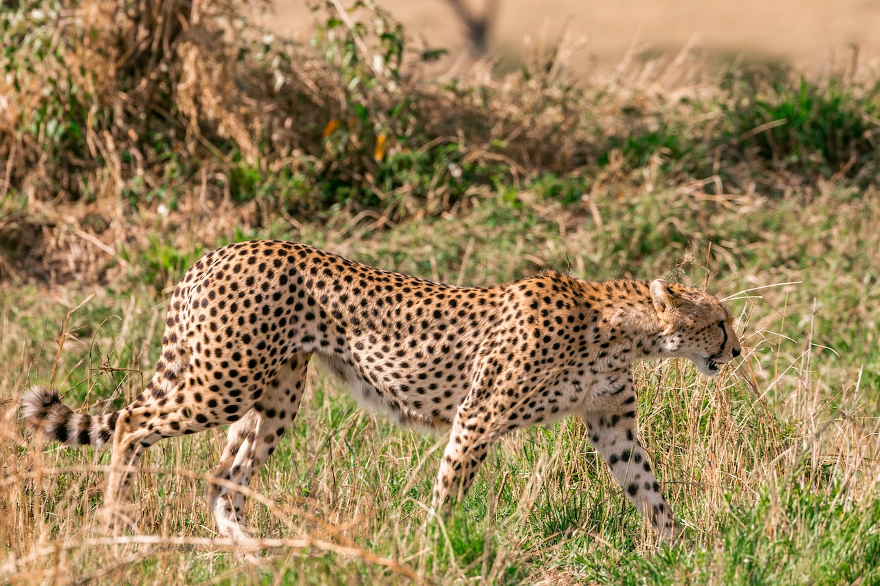 Nacimiento de cuatro guepardos en India, tras décadas de extinción en el país