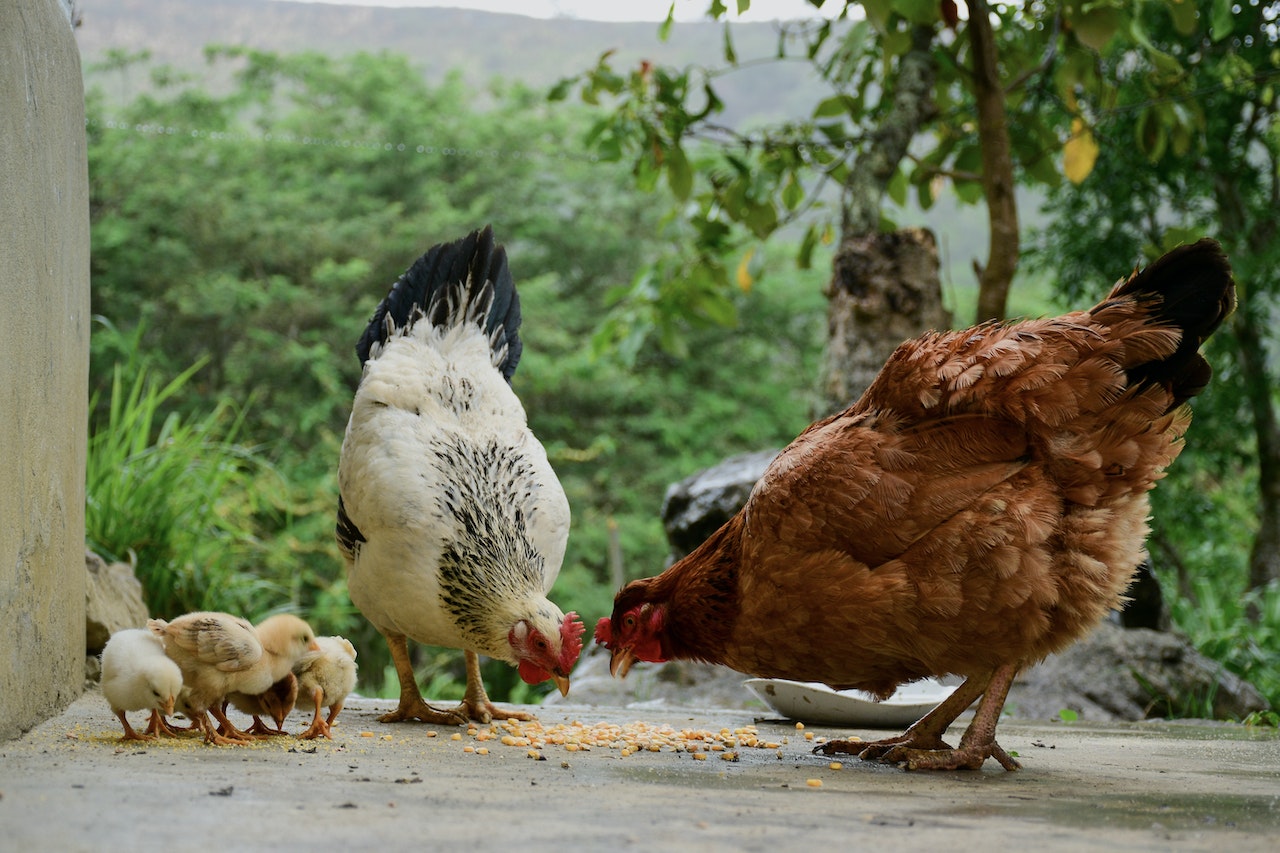 México impone cuarentena a 3 granjas de pollo con virus de influenza aviar