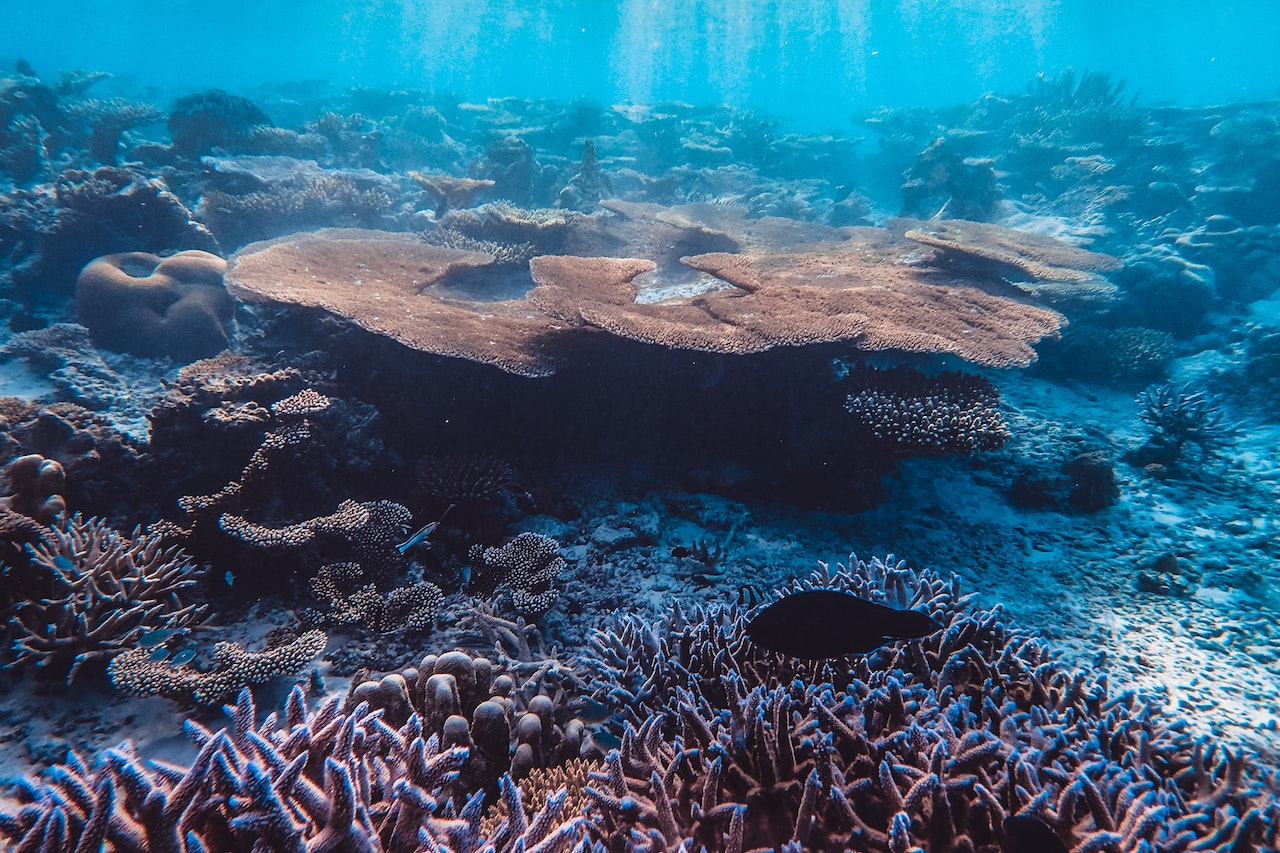 Científicos chinos descubren restos de antiguos arrecifes de coral en Tíbet