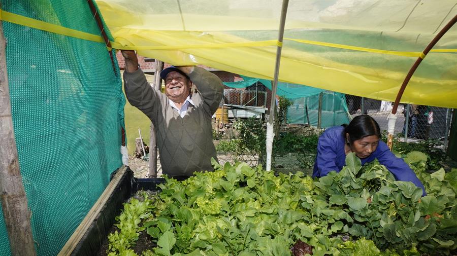 «Awichas», el huerto urbano manejado por abuelos aimaras en Bolivia