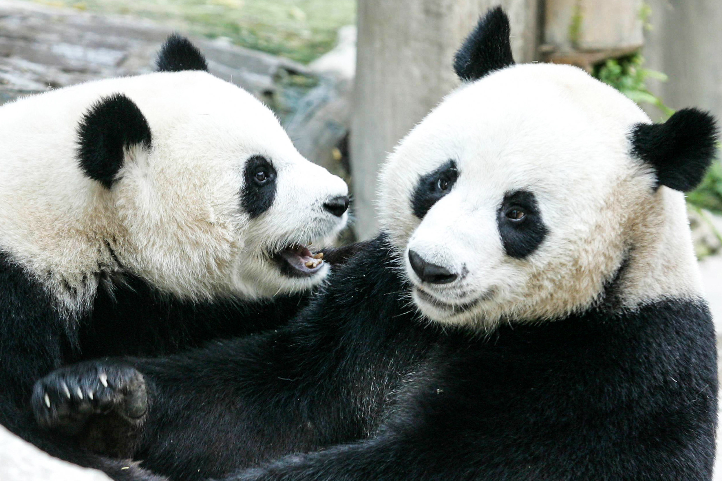 Panda gigante cedida por China muere en Tailandia a los 21 años