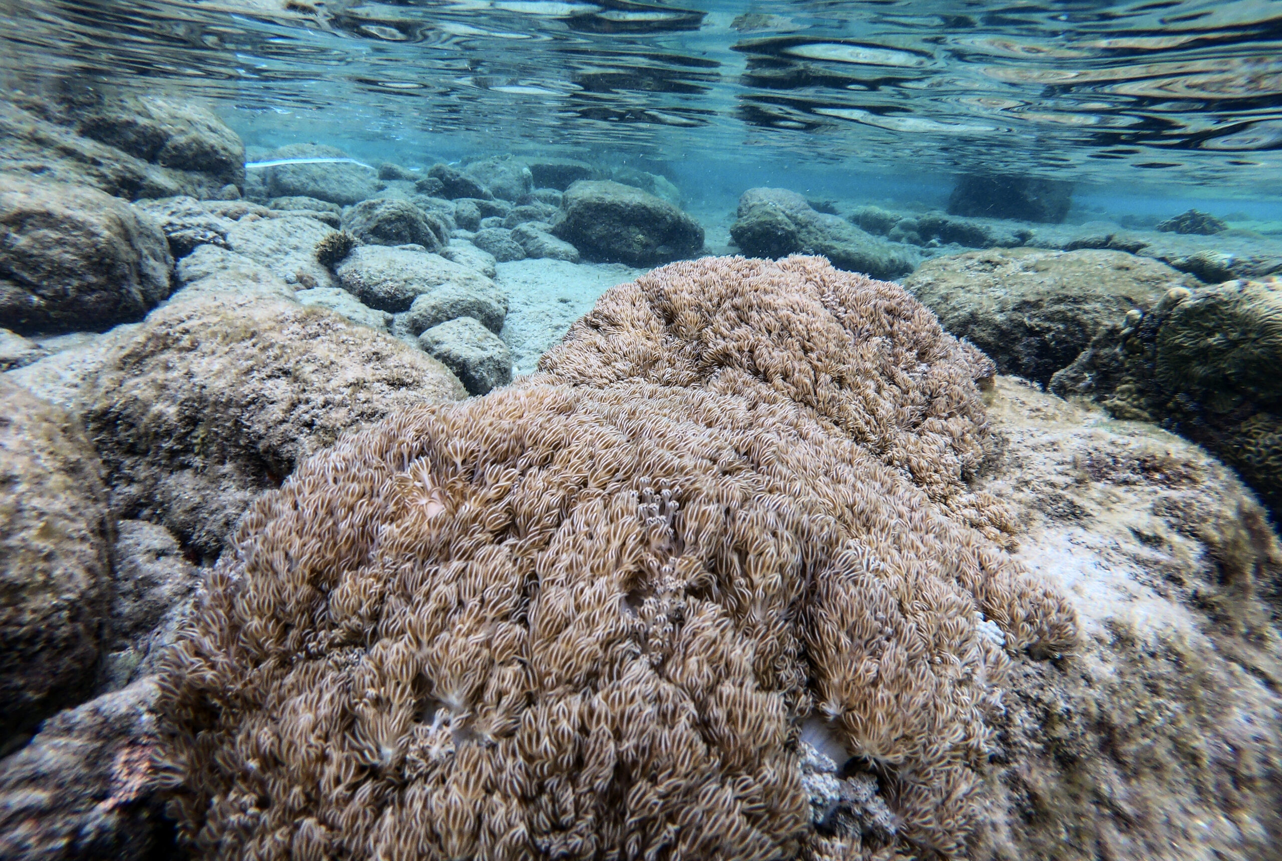 Un coral exótico asfixia arrecifes en Venezuela y amenaza el Caribe