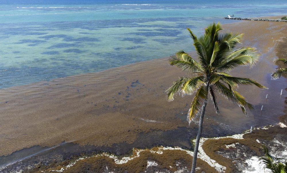 Avanza el “megacinturón” de sargazo en el Atlántico con 13 millones de toneladas