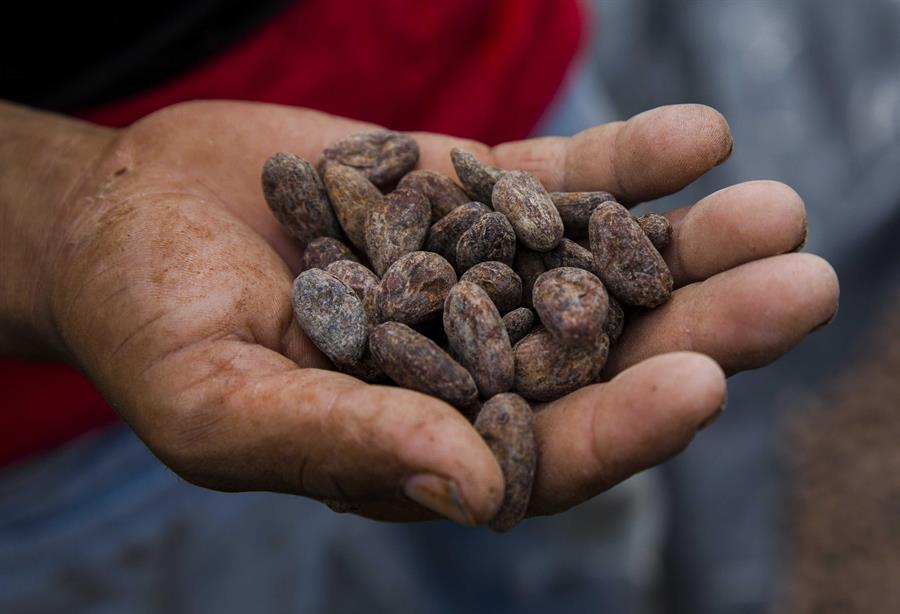 FAO subraya valor de las semillas para seguridad alimentaria de Latinoamérica