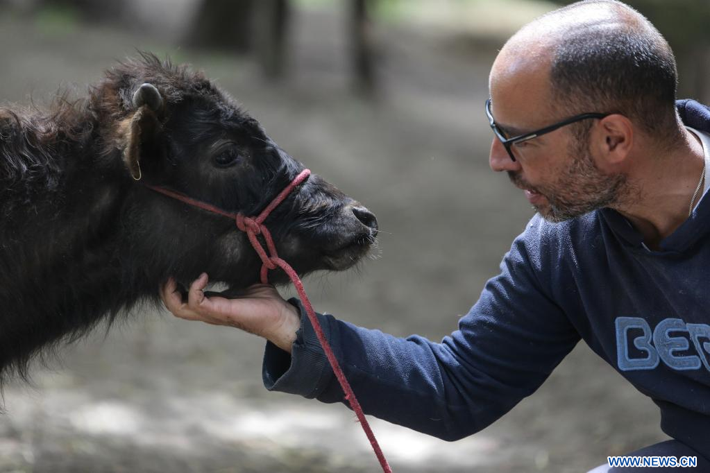 En Colombia nace el primer refugio para toros de lidia