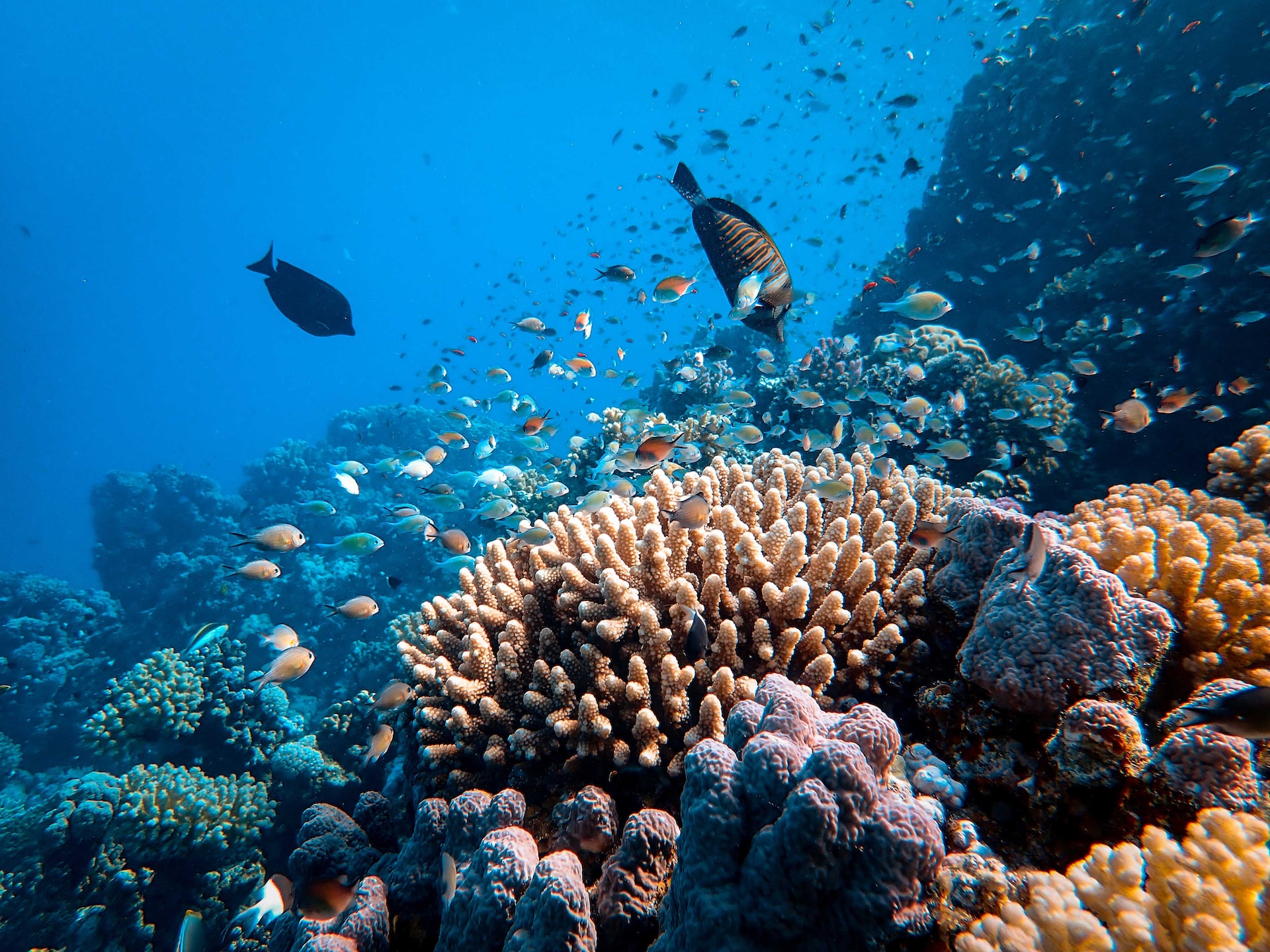 Fotogrametría submarina para monitorear el arrecife de coral