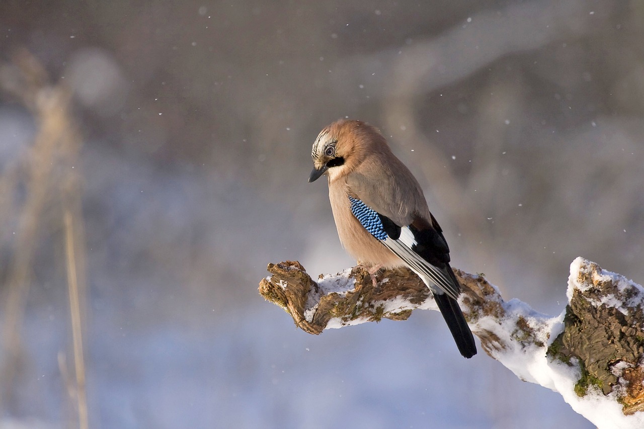 Las aves, uno de los grupos de vertebrados terrestres más diverso