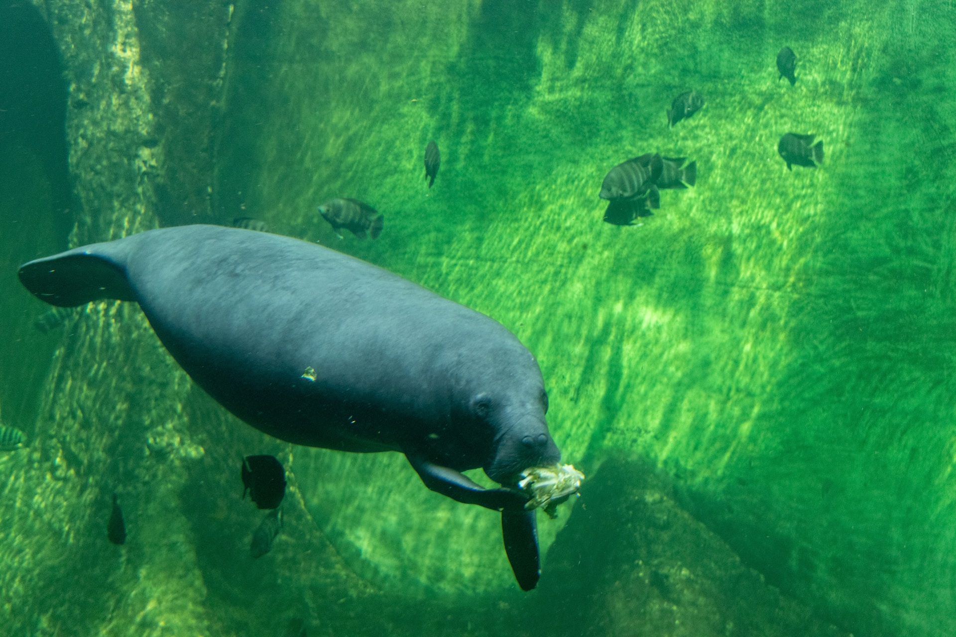 El manatí, una especie acuática única