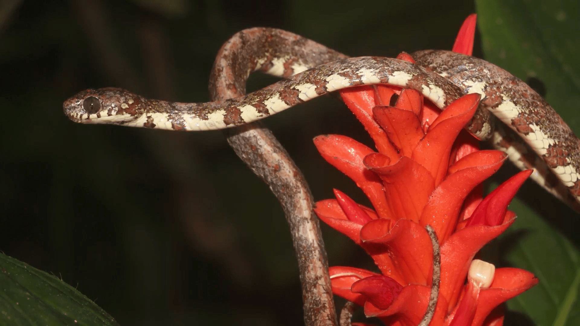 En Panamá descubren tres especies de serpientes nunca descritas