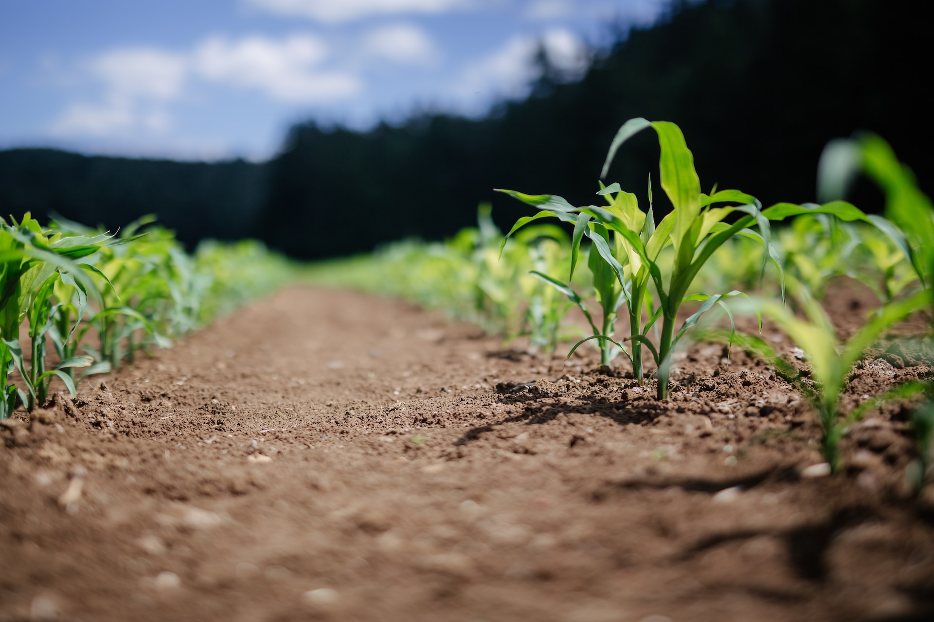 Centro de investigación en México busca innovar en la agricultura sustentable