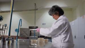 546-2 CIENCIA_hongoscomestibles_Foto de UAEM