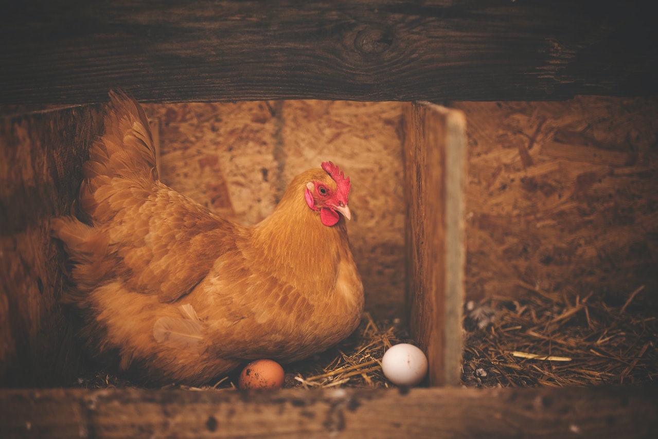 ¿Qué fue primero, el huevo o la gallina?