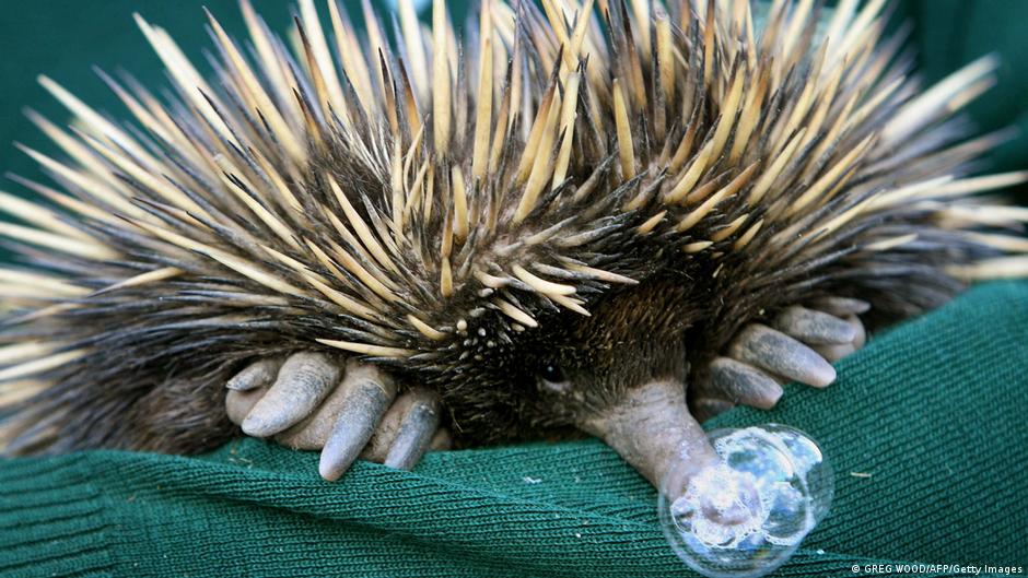 Equidna, un mamífero ovíparo que habita en Australia