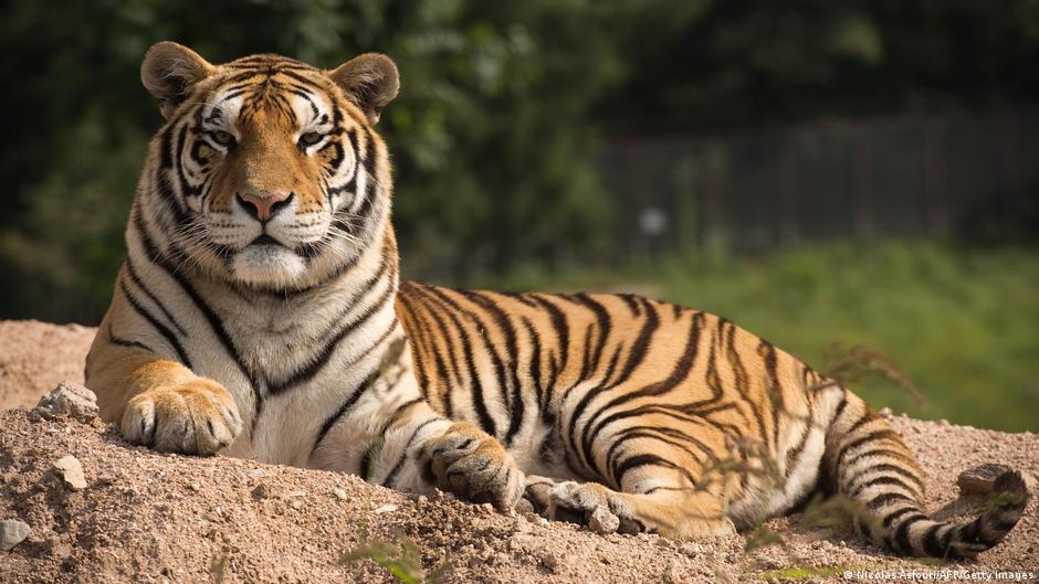 Investigación revela los diferentes rasgos de personalidad de los tigres siberianos