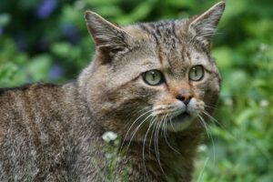 El-gato-montes-de-la-peninsula-iberica-en-peligro-de-extincion
