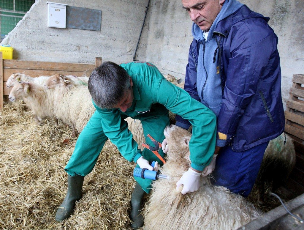 La sanidad animal europea le planta cara a las bacterias multiresistentes