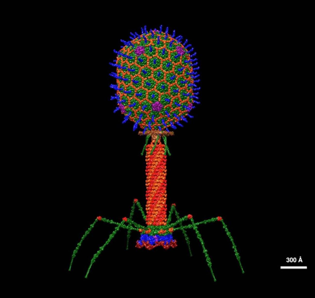 Moléculas inteligentes personalizadas inducen la muerte de bacterias resistentes