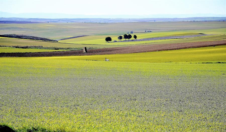 La agricultura de conservación avanza en España sin créditos de carbono