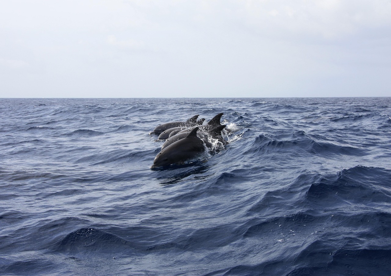 Más de 40 delfines quedan varados en la costa este de Japón