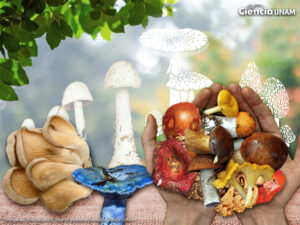 ar_coleccion_hongos_01_07012021