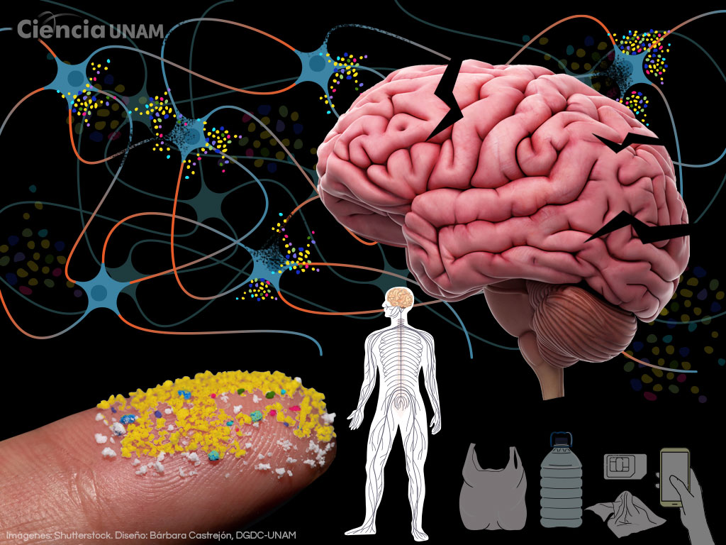 Cerebro invadido por microplásticos. Un nuevo reto para nuestro sistema nervioso