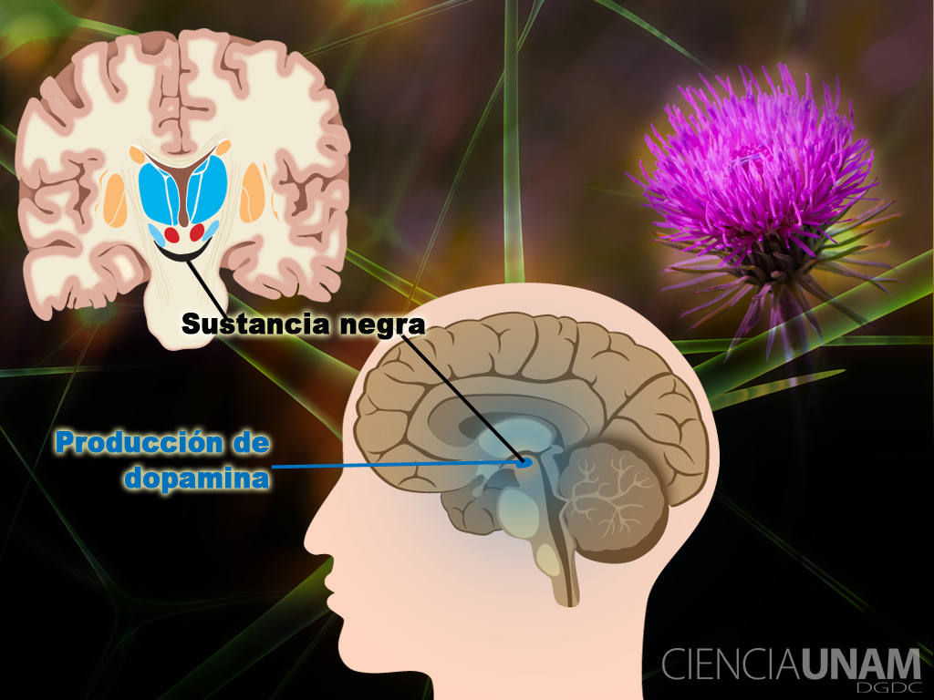 Silymarina contra el Parkinson