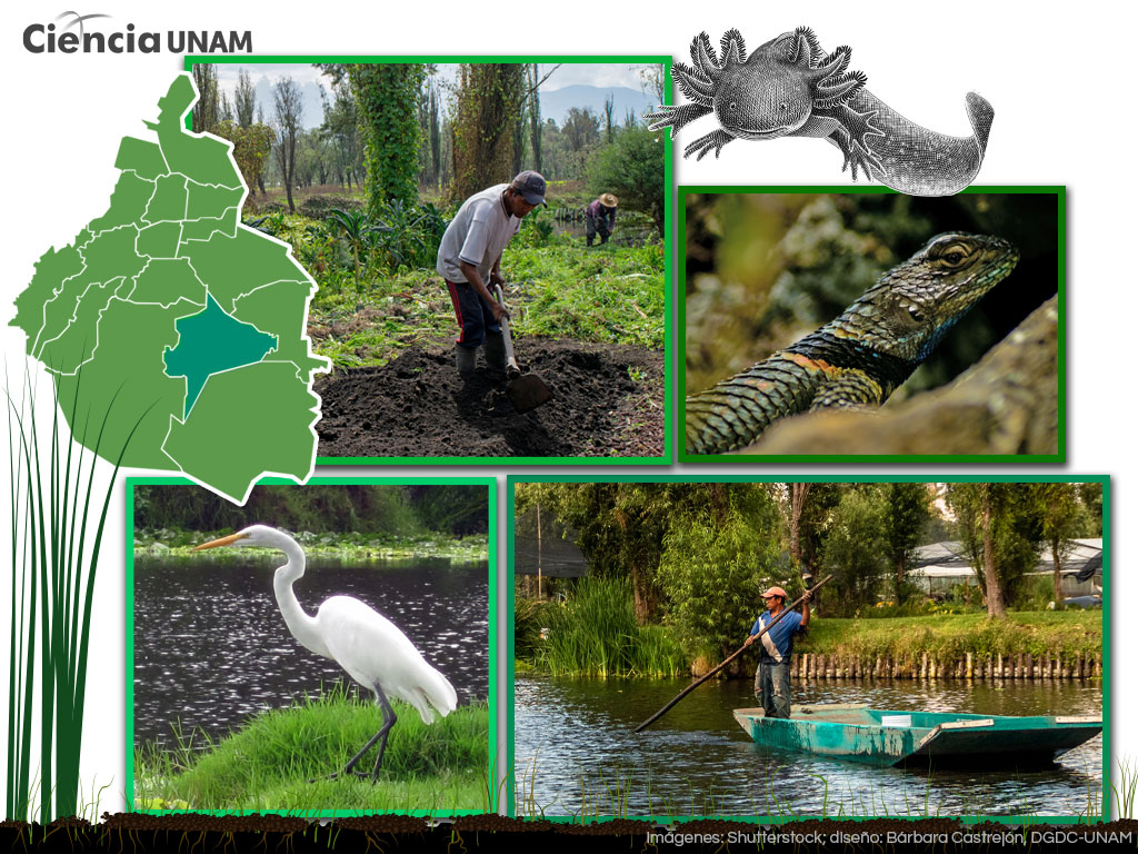 Ajolotes y chinampas en el rescate de Xochimilco