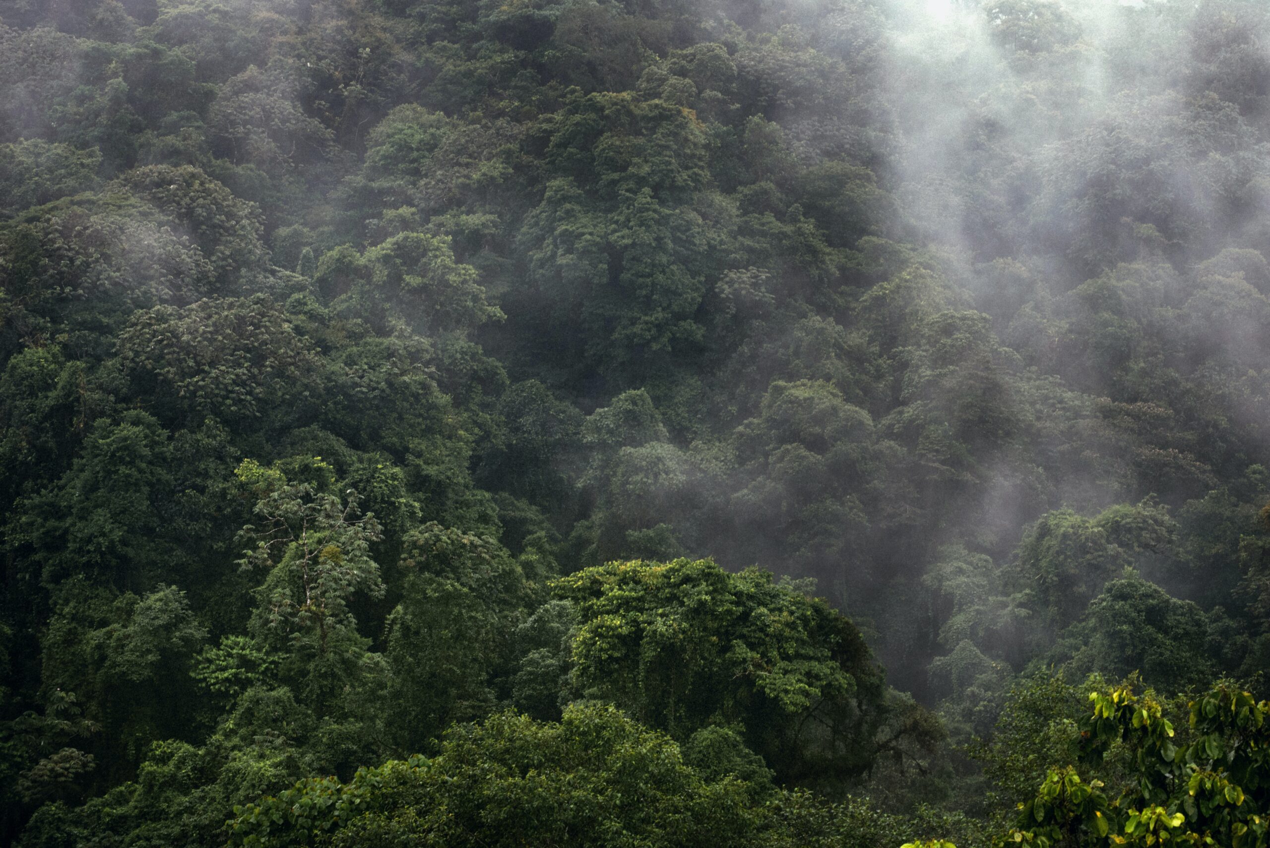 Amazonía brasileña perdió el 19 % de su superficie por incendios desde 1985