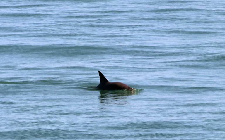 México y Sea Shepherd liberan de redes la zona protegida de la vaquita marina