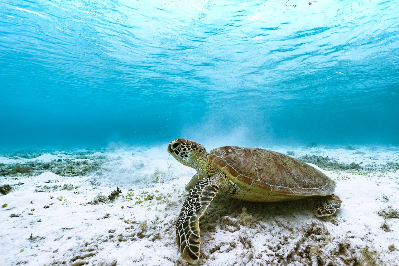 Hallan enzimas capaces de medir la exposición de tortugas marinas al plástico