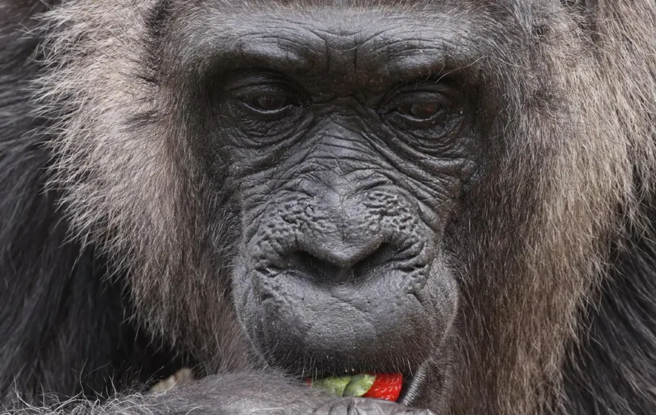 La gorila más vieja del mundo cumple 66 años en el zoo de Berlín