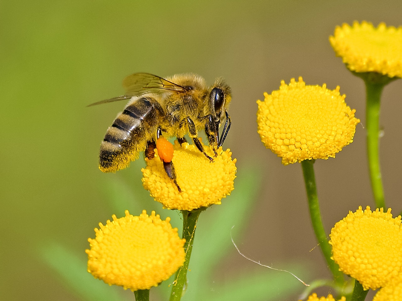 Las abejas mineras que vuelan a principios de primavera son muy vulnerables al calor